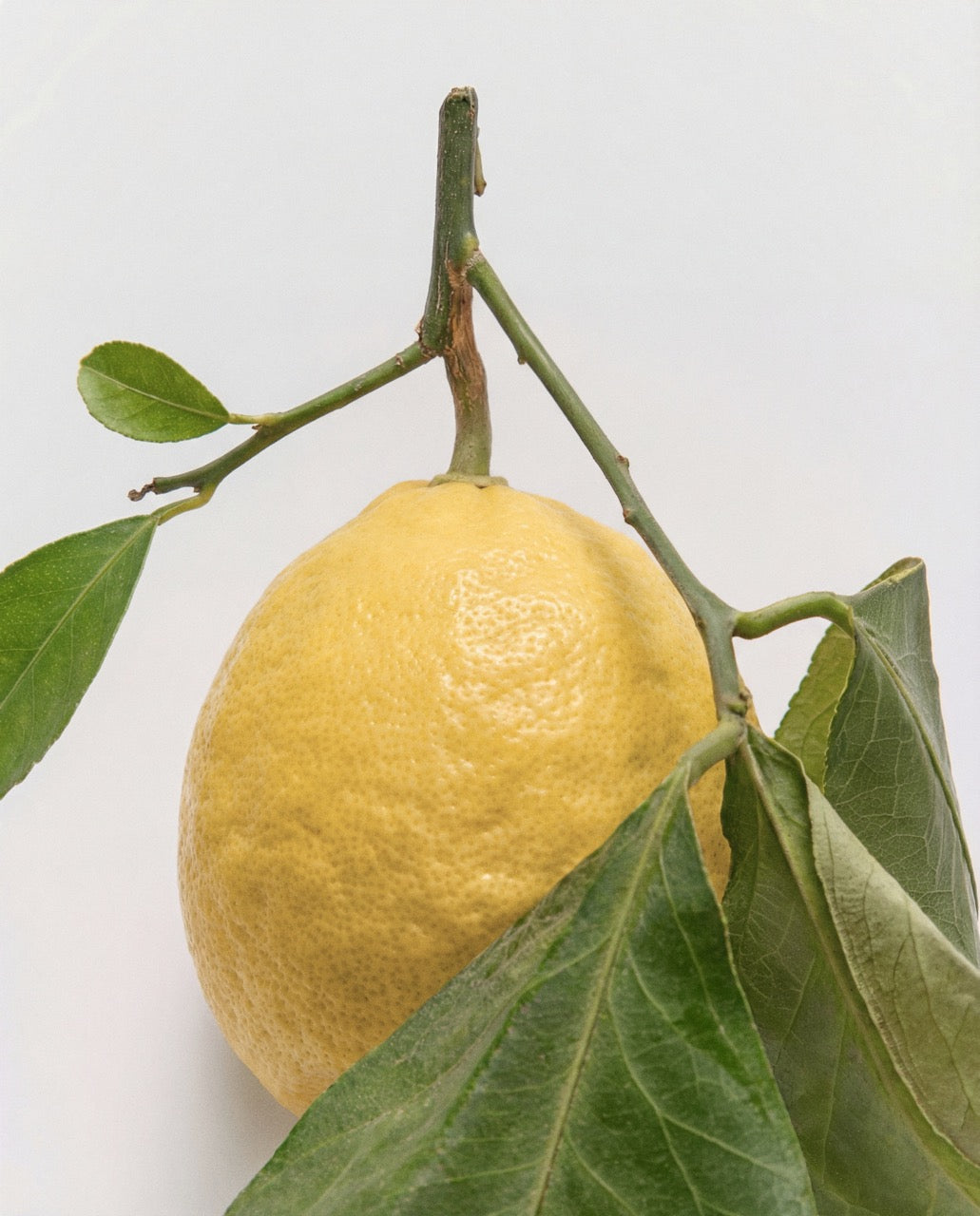Puro Limone