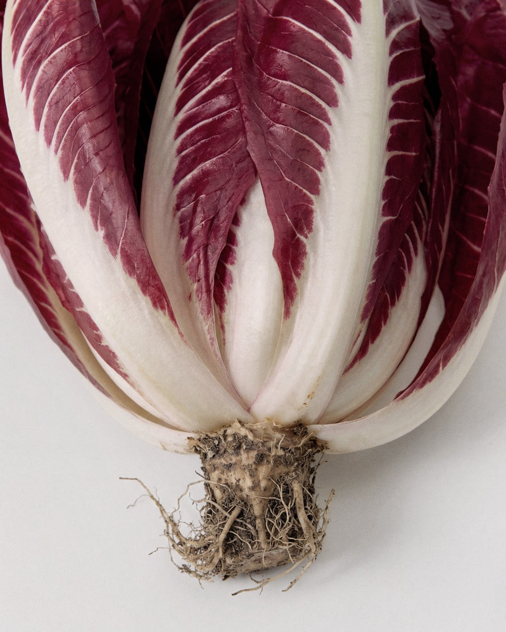 Puro Radicchio